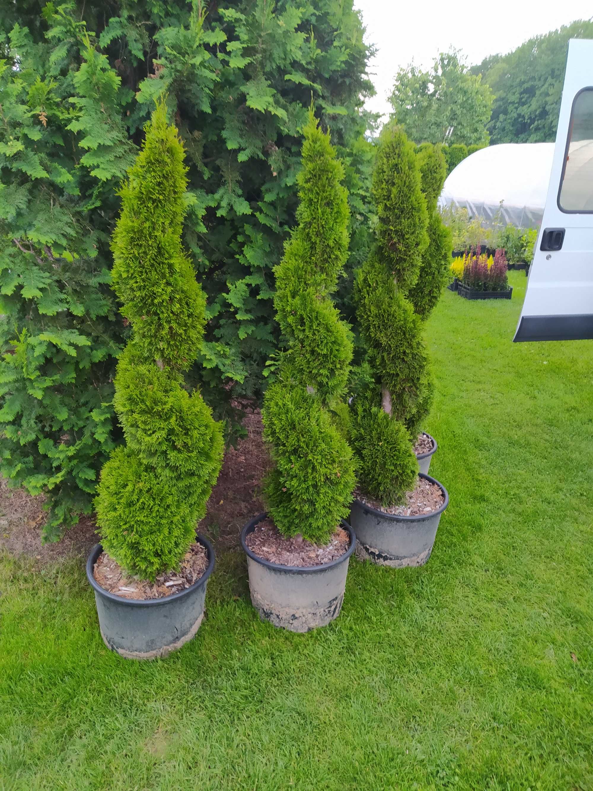Krzewy ozdobne, bonsai, tuja Szmaragd formowana na spiralę 150 cm