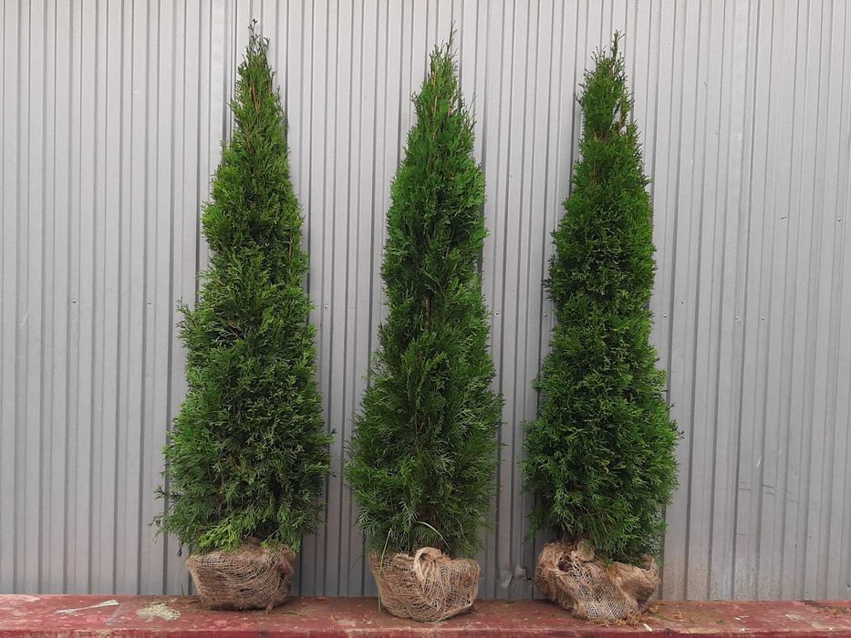 Tuja Szmaragd 160,180,200,220cm! Dowóz! Thuja Smaragd! Sadzimy tuje!