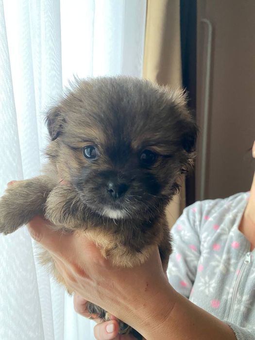 Собачки  метисти, пекінес мама  тато не відомо))) зводили з пекінесом