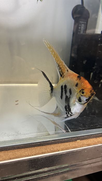 Vendo peixe escalar adulto