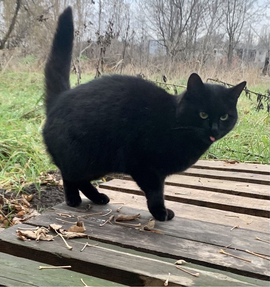 Черная кошка котенок