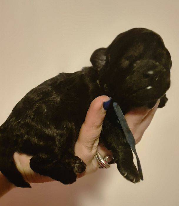 Srebrny pudel miniaturowy/toy