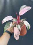 Filodendron pink princes