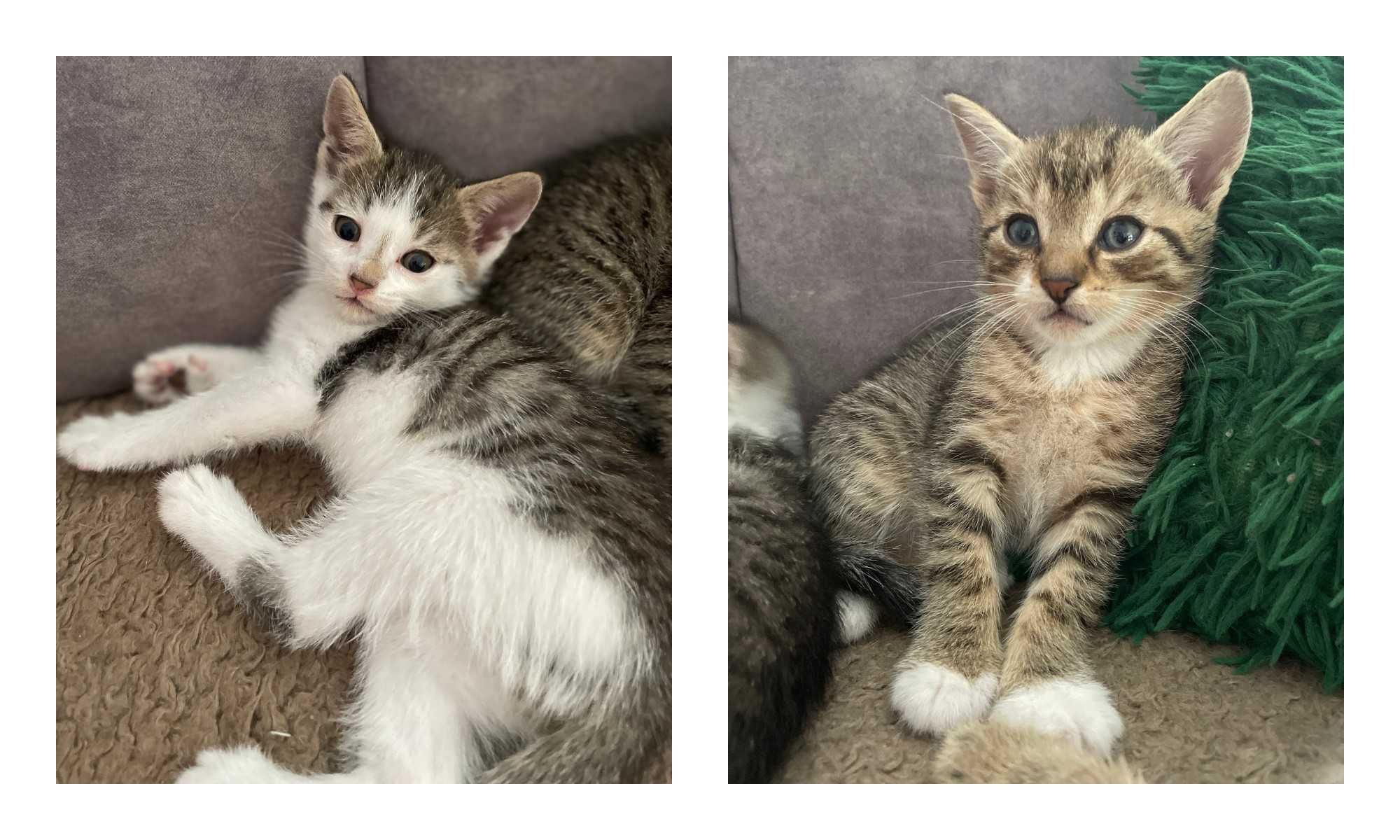 Oddam śliczne kotki do adopcji!
