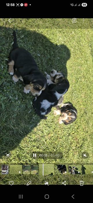 Basset Hound Piesek Gotowy do Odbioru 25.10.20255r