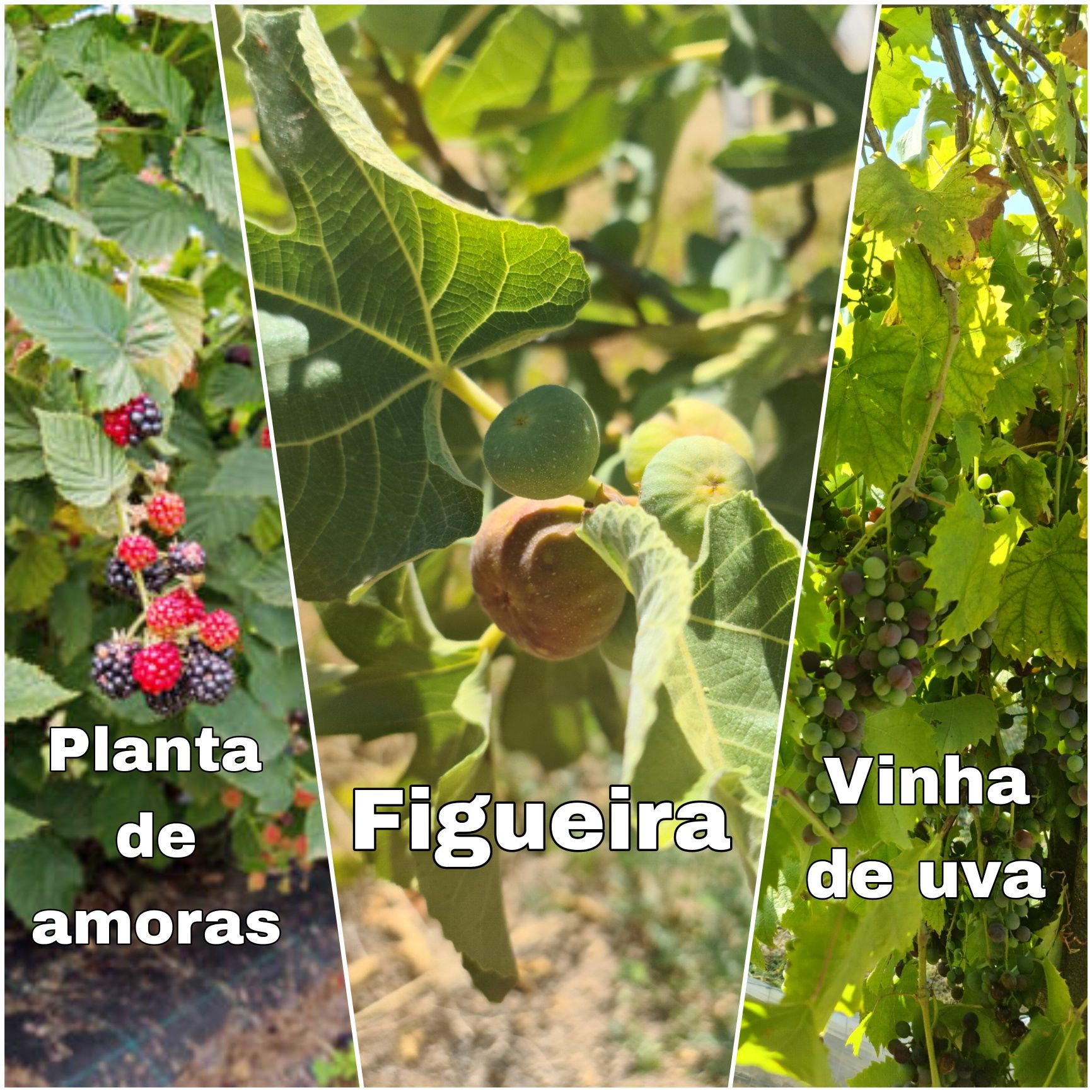 Planta de amoras, Figueira ou Vinha de Uva, Galhos para enraizar