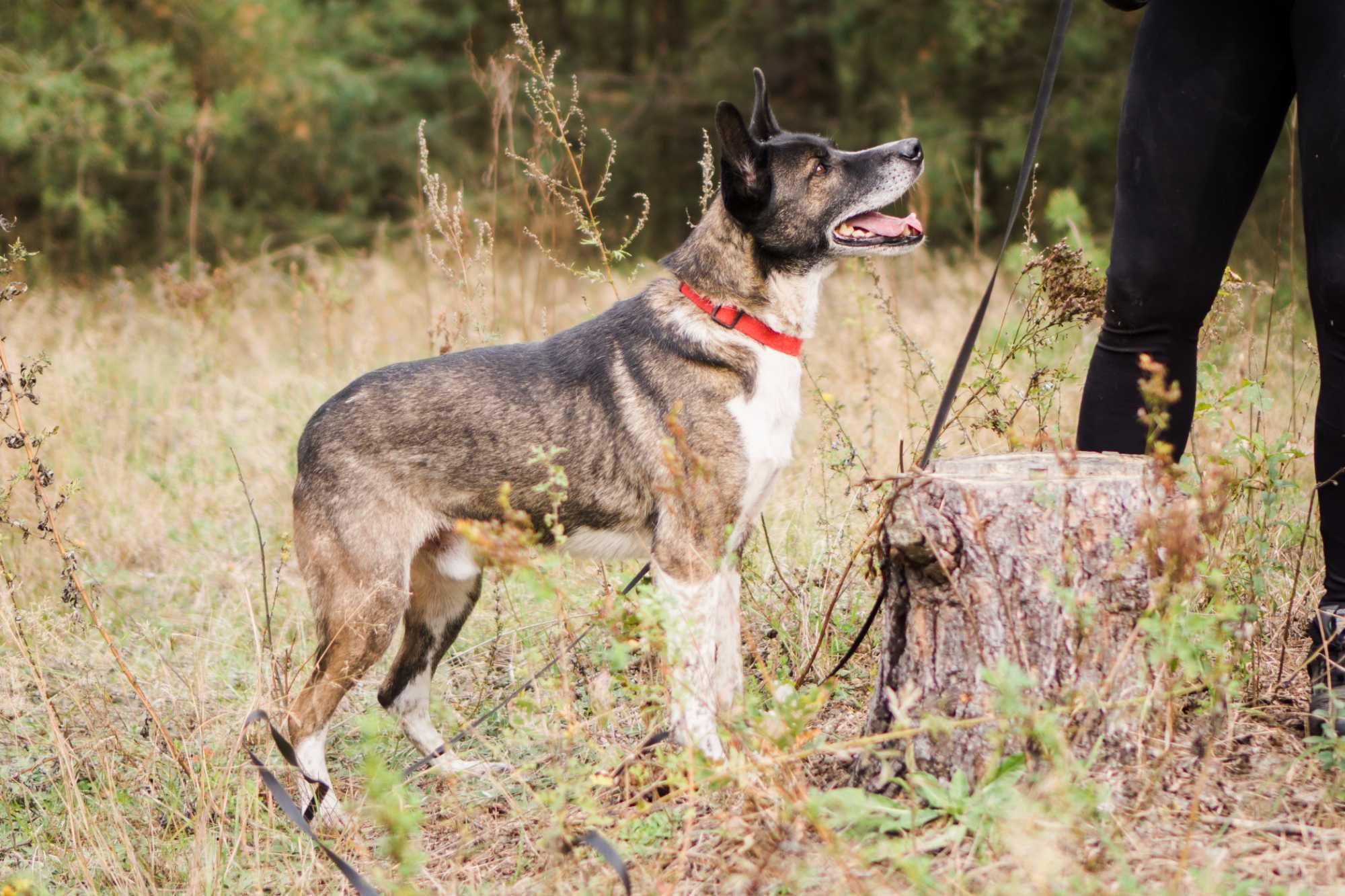 10 letni Salto do adopcji!