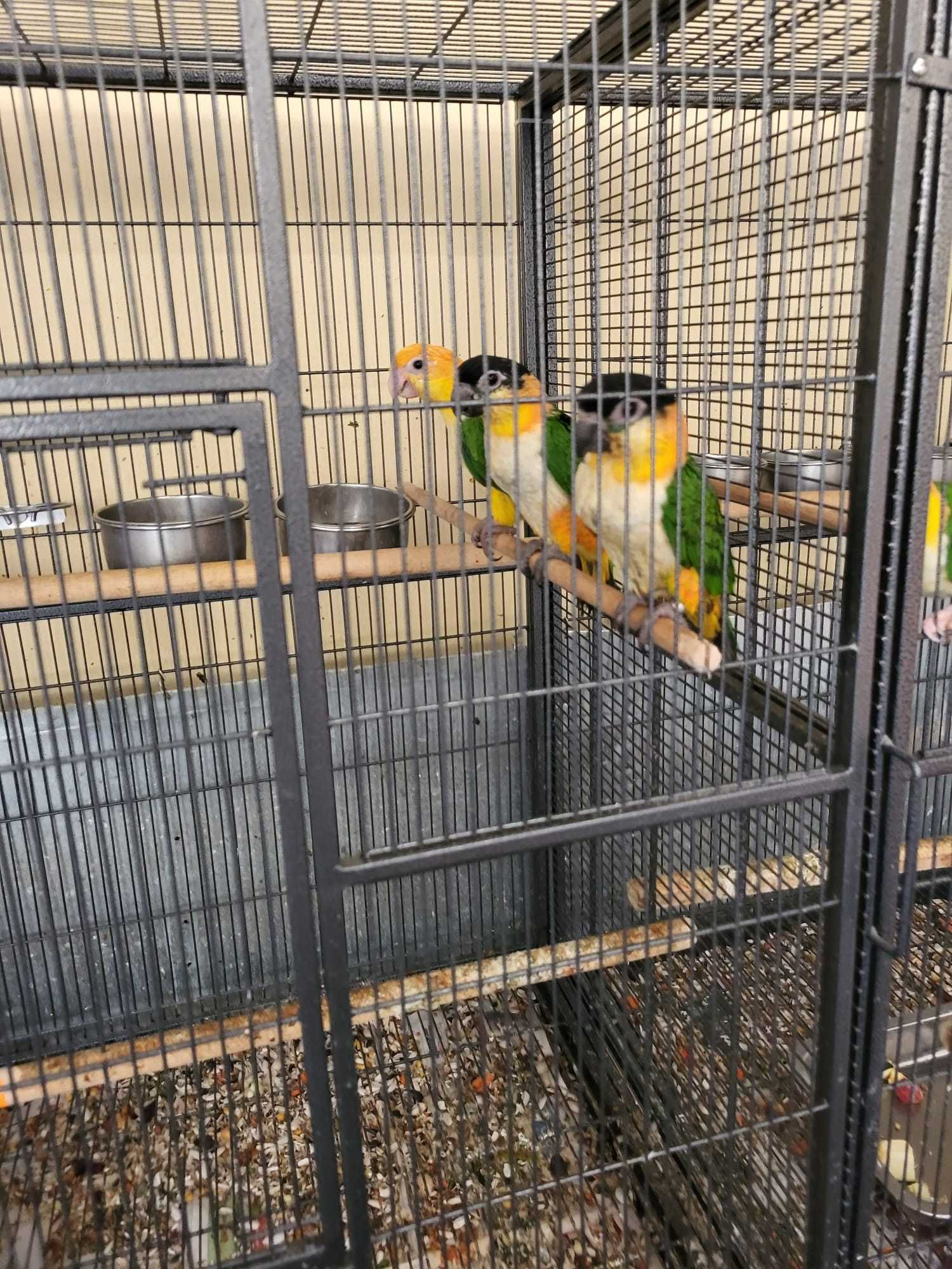 papagaios, Marianinhas a preços bombásticos