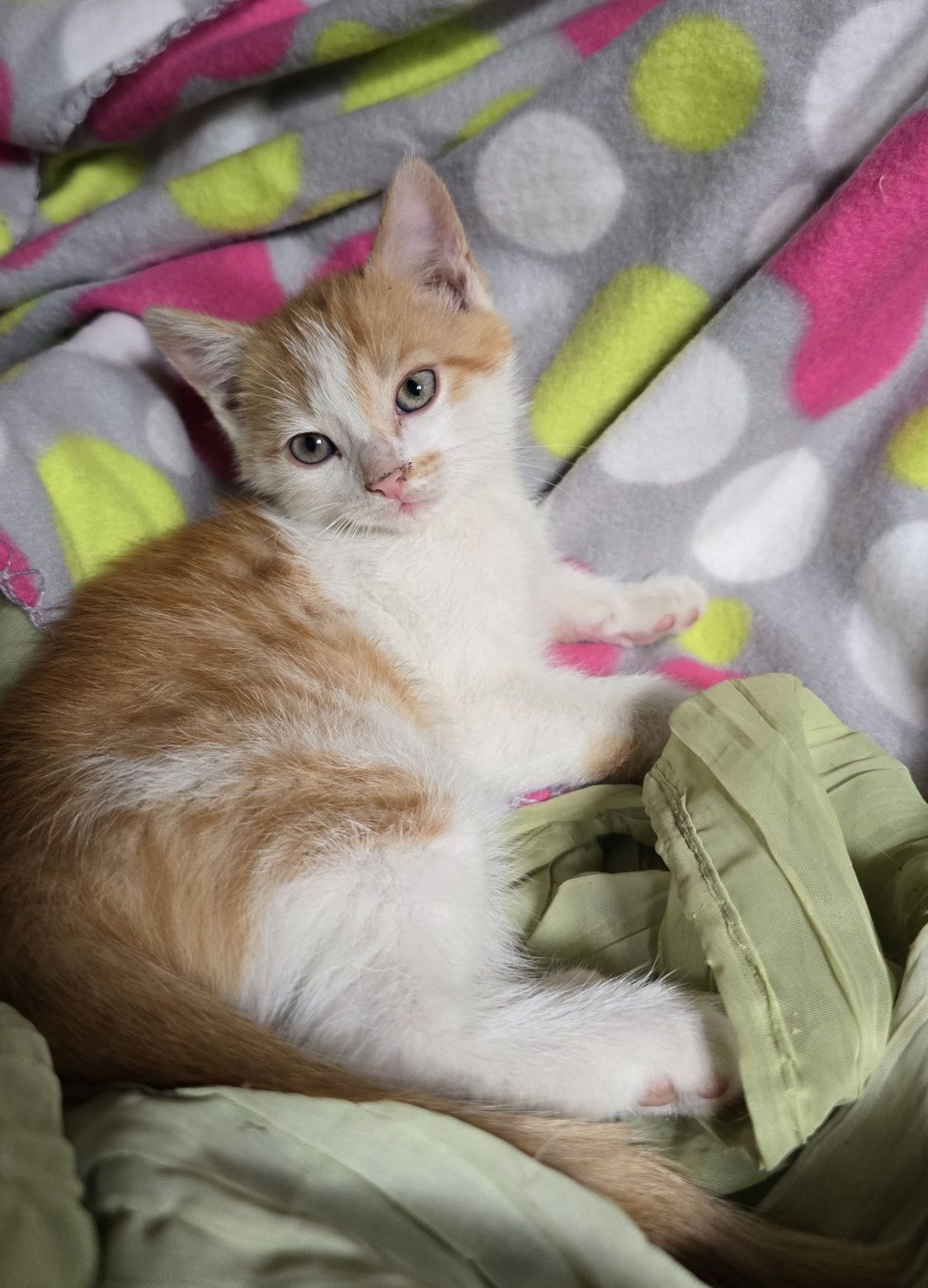 Mały kotek do odbioru kocurek koteczka kotka Maine coon Brytyjski