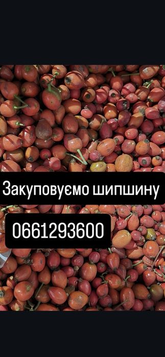 Шиповнік, шипшина