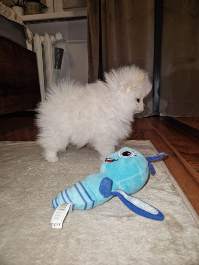 Pomeranian,szpic miniaturowy.
