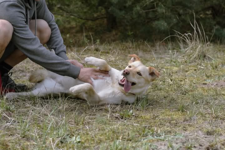 SAMBA poleca się do adopcji!