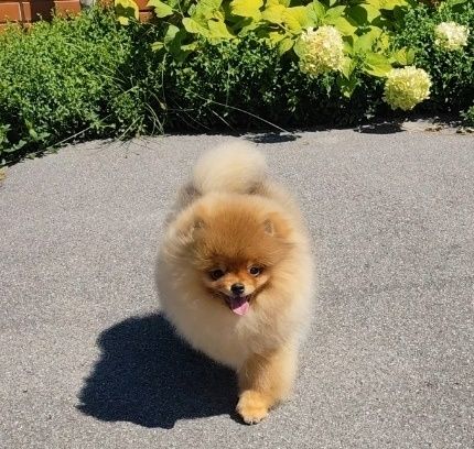 Хлопчик 7 місяців, без браку, КСУ