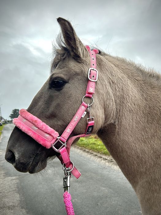 Sprzedam 6 letnią klacz kp