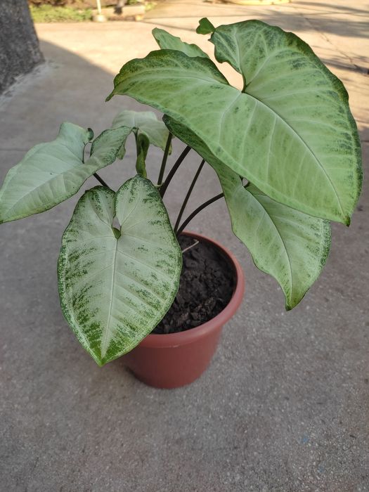 Сингониум,фиалки