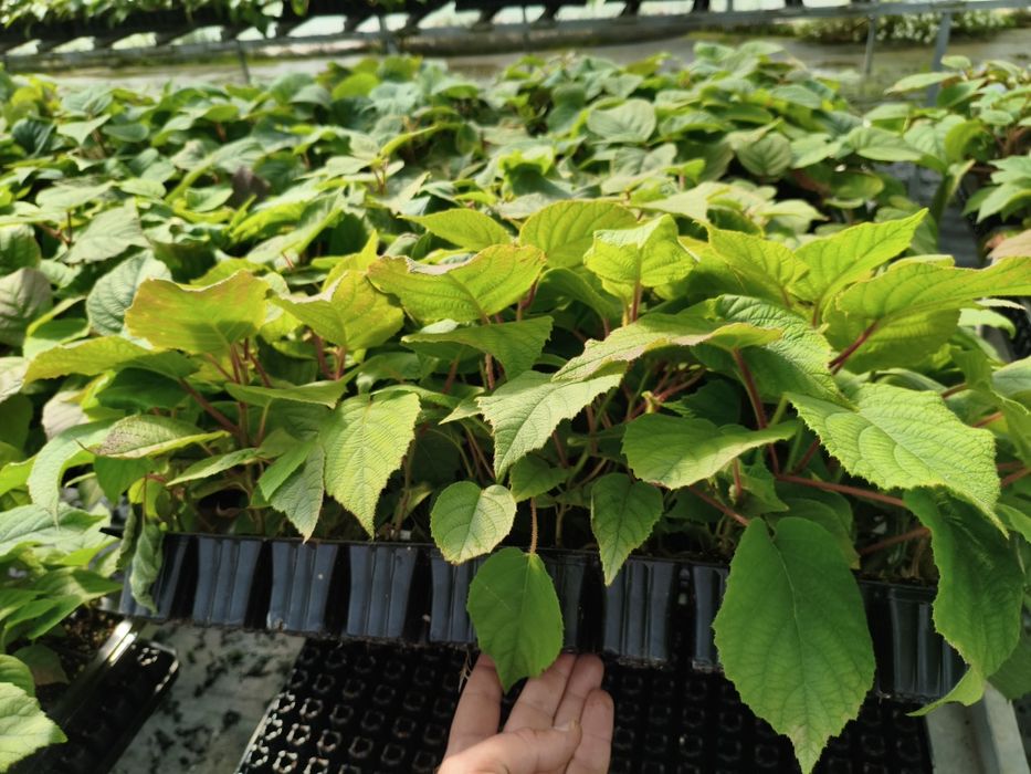 Plantas de kiwi Hayward