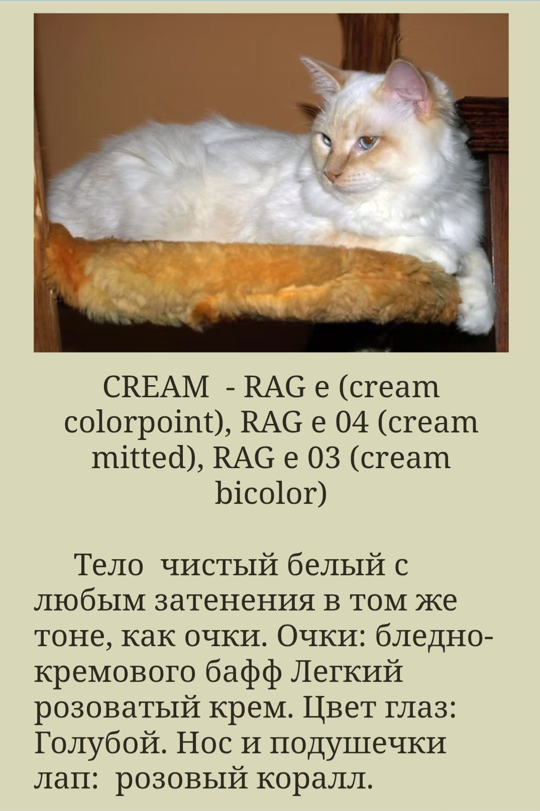 Регдолли. Світлі кошенята рідкісного забарвлення