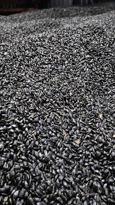 Słonecznik czarny dla ptaków 2025