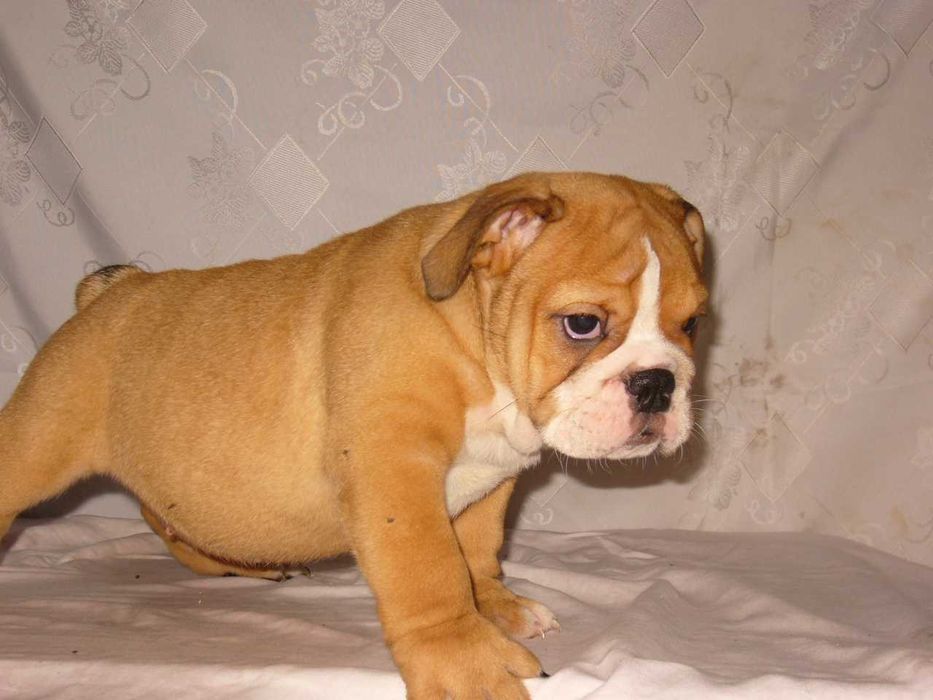 Buldog angielski rudo-białe suczka