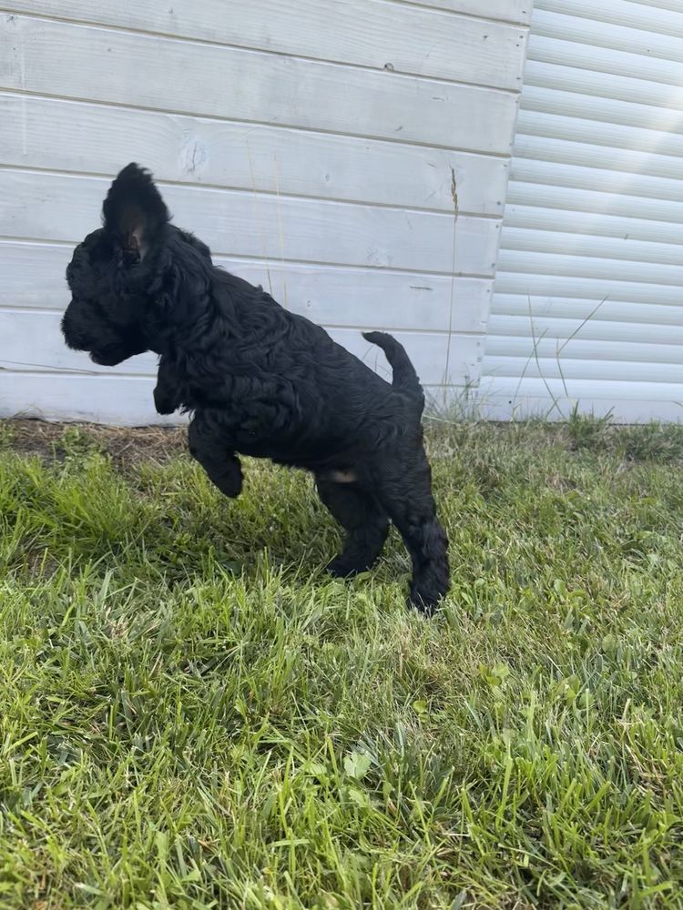 Golden Doodle f1 b