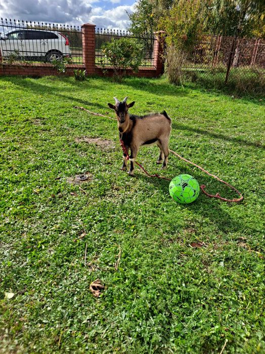 Na sprzedaz miniaturka Kozioł