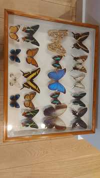Kolekcja motyli 4 gabloty