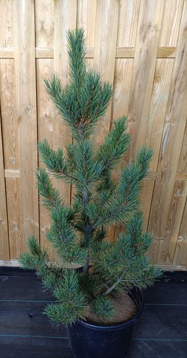 Sosny wejmutki duży wybór wys.60-260cm