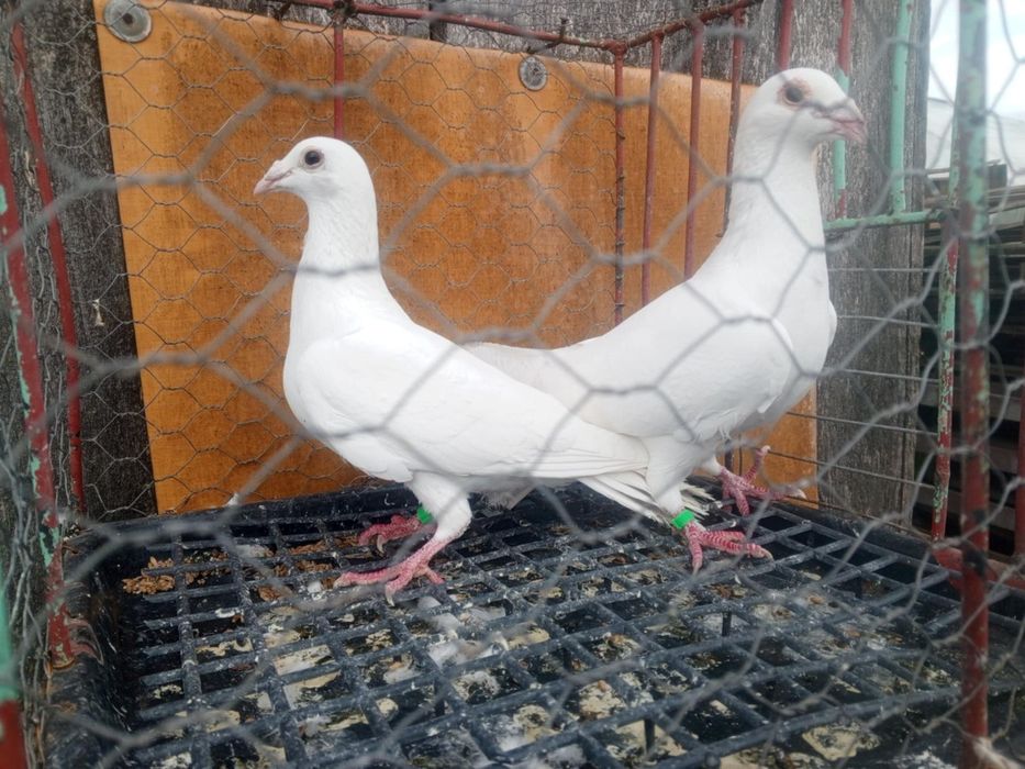Gołębie białe Gołębie pocztowe Para Ptaki Gołębie ozdobne