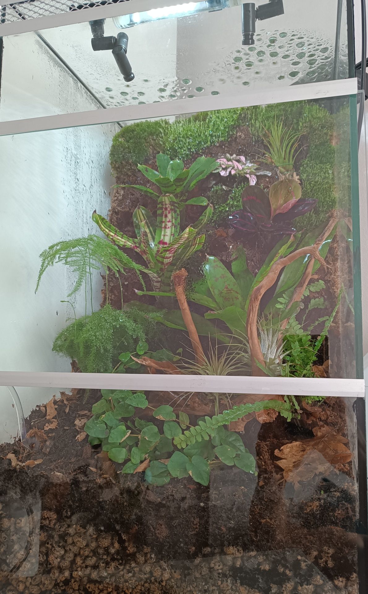 Terrarium tropikalne wiwarium drzewołazy gekon