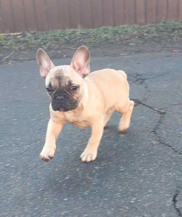 Французский бульдог девочка  родословная международная ксу!