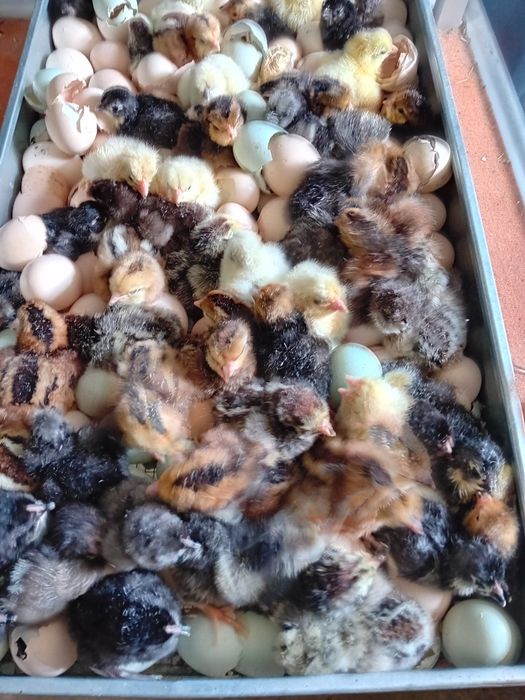 Araucana,silka,marans,australorp,chabo ,kochin miniaturowy