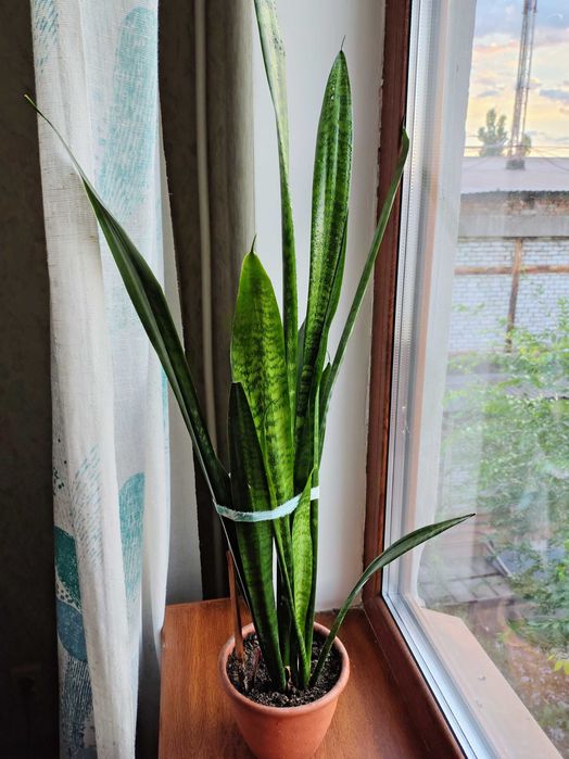 Сансев'єрії, хлорофітуми. У них очищувальні, противірусні властивості.