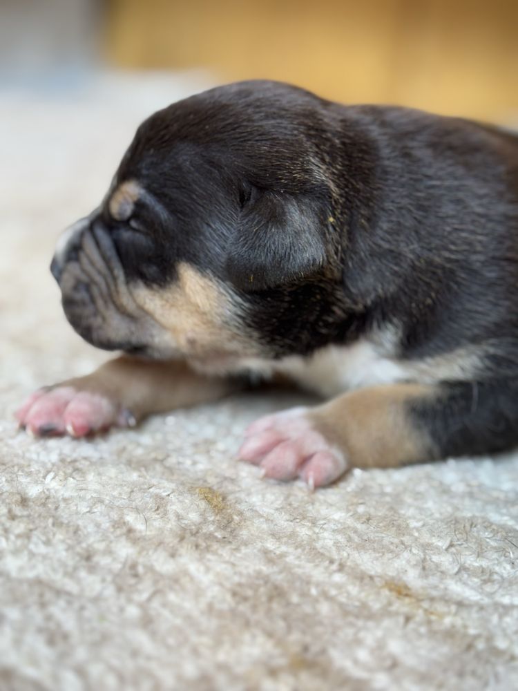 American Bully XL Black Tri ABKC
