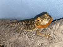 Agama brodata z terrarium
