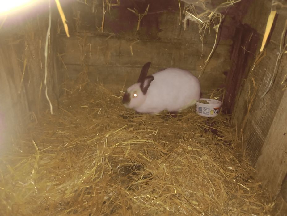 Sprzedam króliki na mięso cena za kg lub na chowu