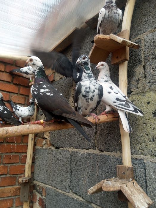 Gołębie tygrysy  pocztowe