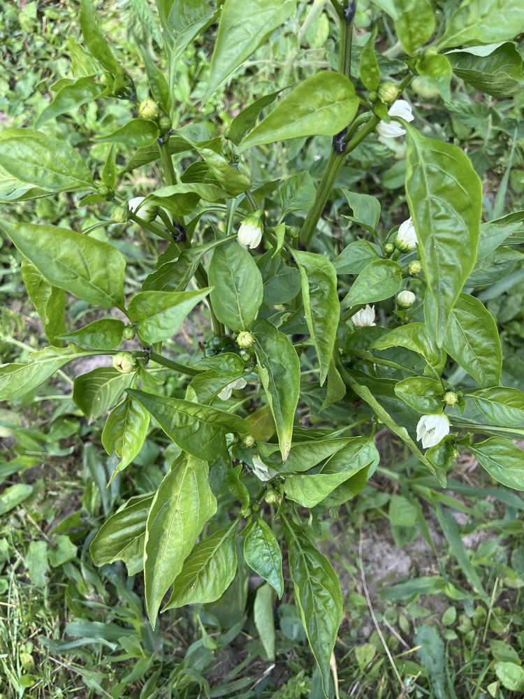 Sadzonki papryki.