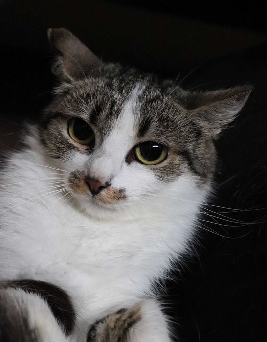 Cayenne – subtelna kotka, która potrzebuje miłości