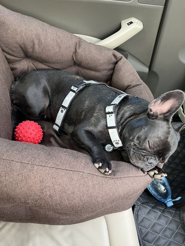 Безпечні ліжка в машину для собак