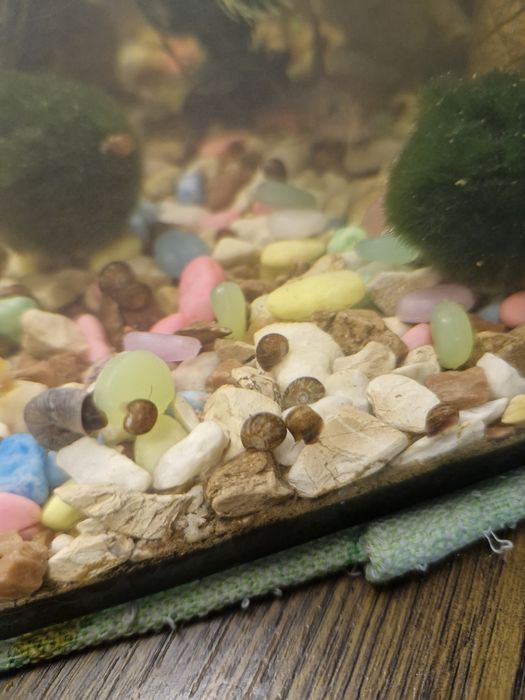 Акваріумні равлики