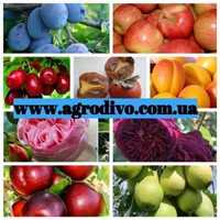 Продаж плодових дерев, троянд та кущів високоврожайних сортів
