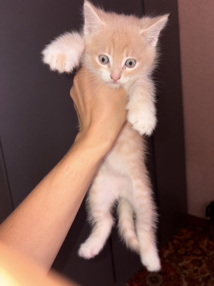 Котик хлопчик 1,5 місяці