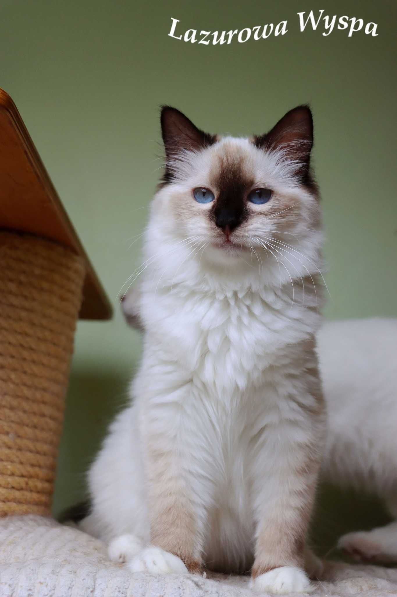 Eleonora ragdoll z Lazurowej Wyspy.