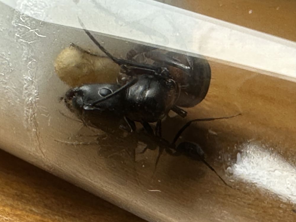 Camponotus cruentatus królowa z 2-5 robotnicami