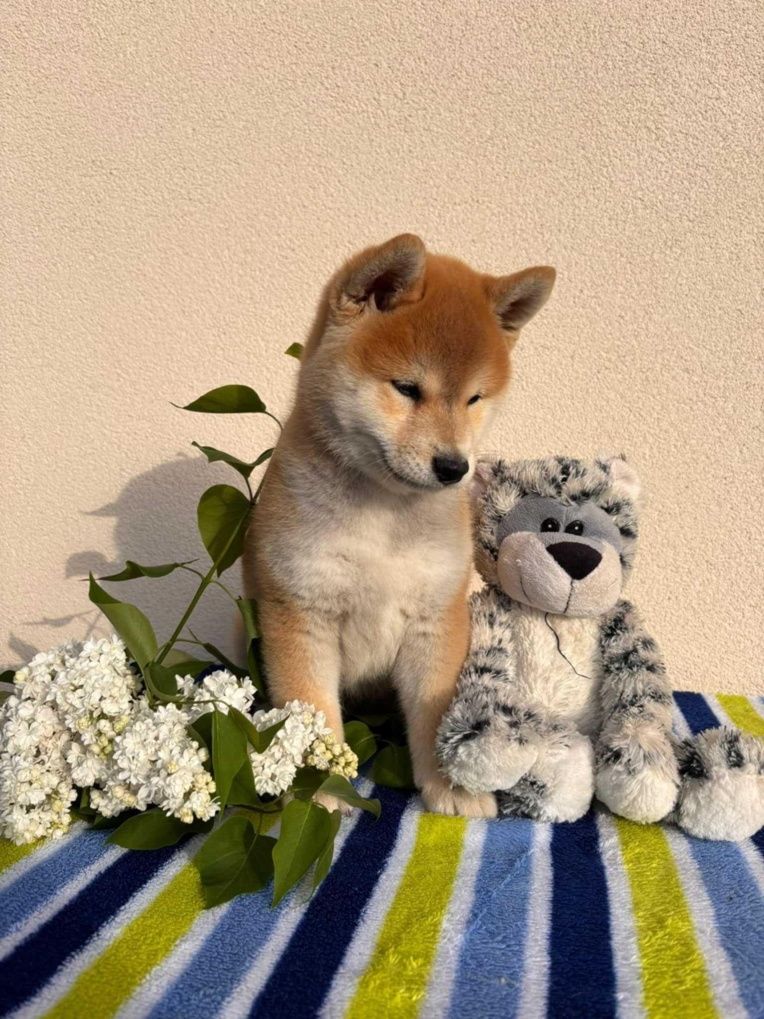 shiba piesek ZKwP