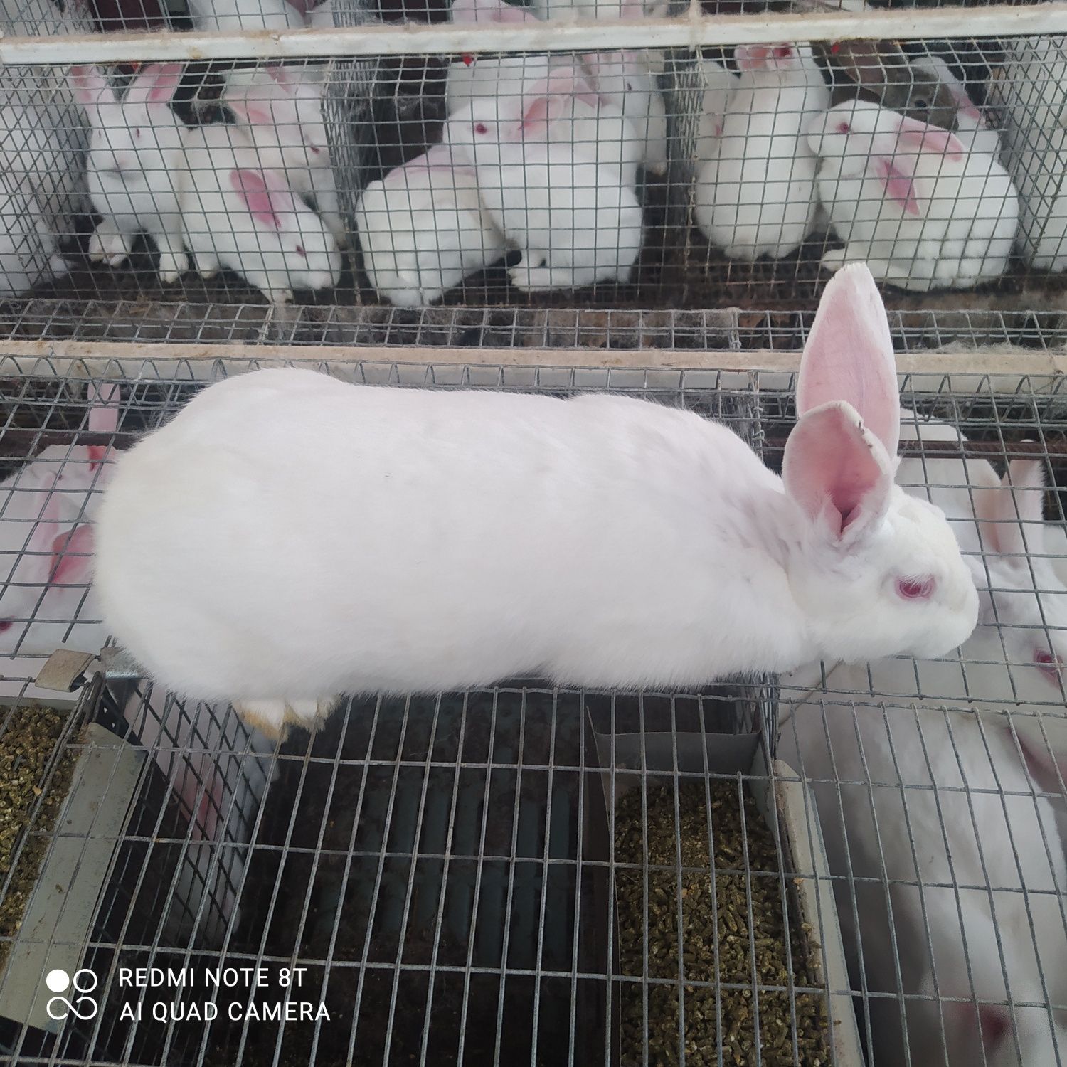 Молоді кролі, кролички , кролиці термонська біла