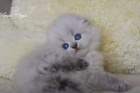 Породистый котенок Хайленд фолд колор-пойнт с голубыми глазами!