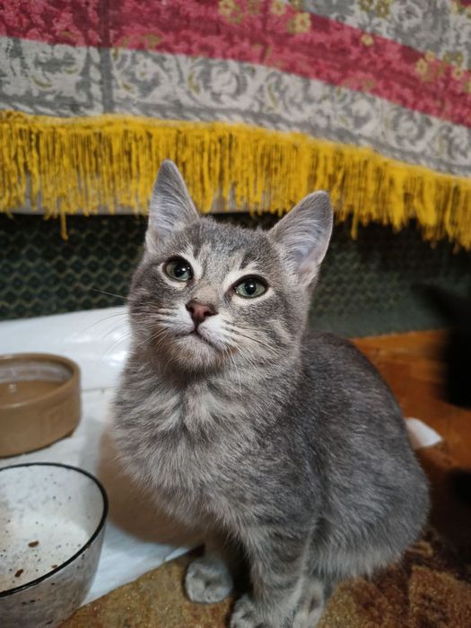 Маленький голубой полосатый котёнок мальчик табби ищет дом! Котята