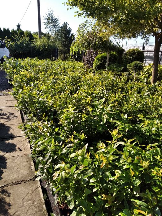 Borówka amerykańska