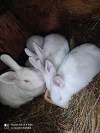Sprzedam młode króliki nowozelandzkie białe